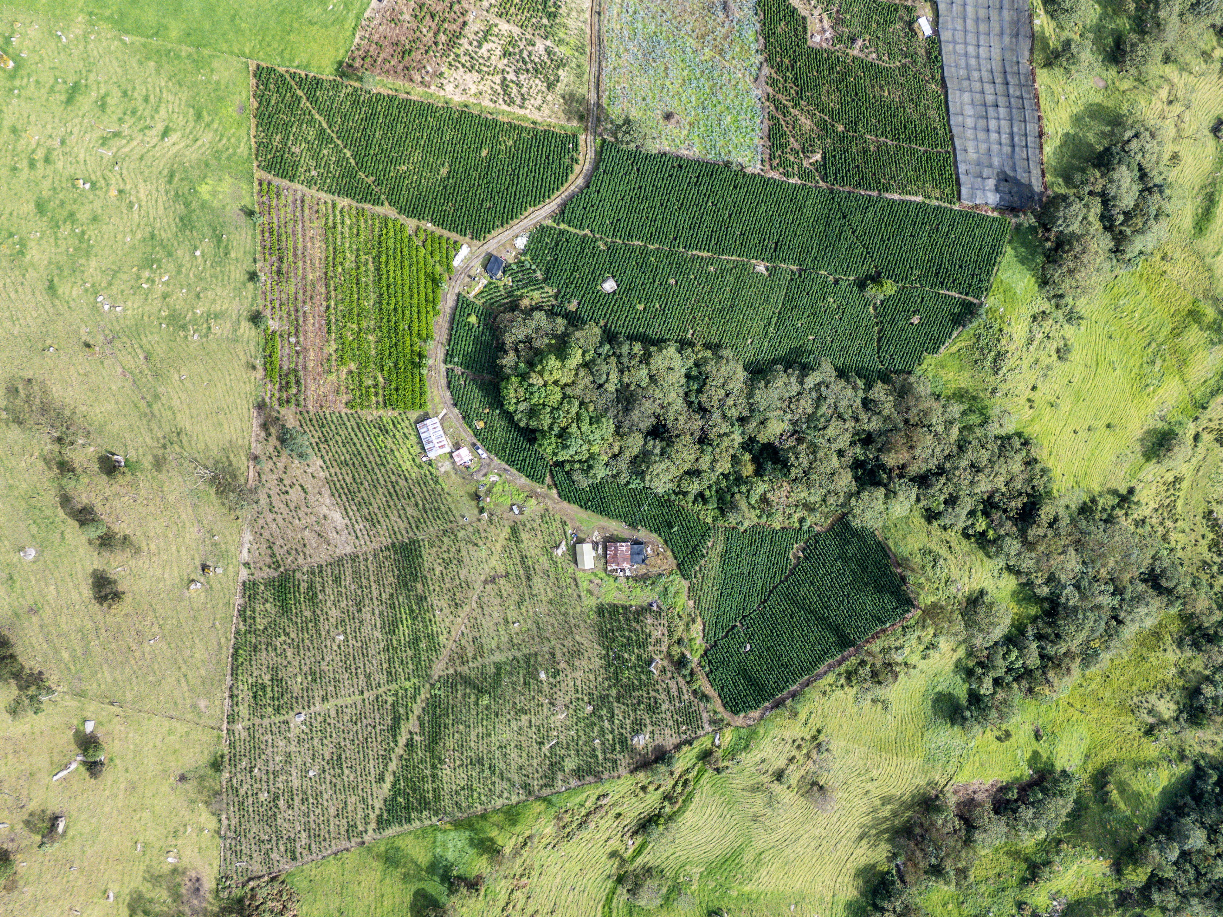 follajes naturales Monteverde